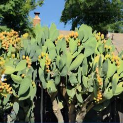 🌵 Free Prickly Pear Cacti – Must Go! 🌵  