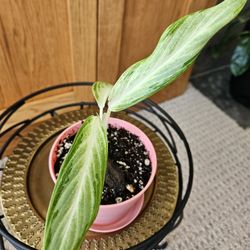 Aglaonema Chinese Evergreen (Pink pot-B)