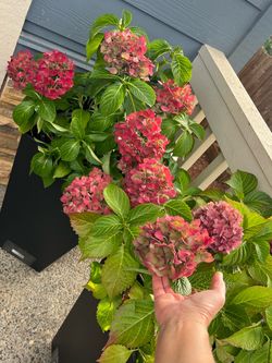 Hydrangeas beautiful and healthy