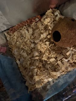 Corn snake tank