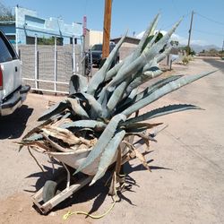 2 XL Super Blue Agave Plant (Agave Franzonsinii)