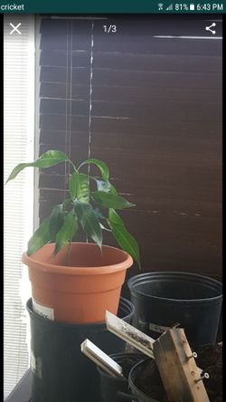 Mango tree plants