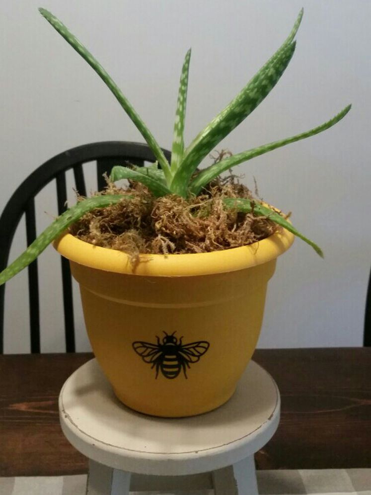 Real Aloe Plant In Cute Bee Pot.