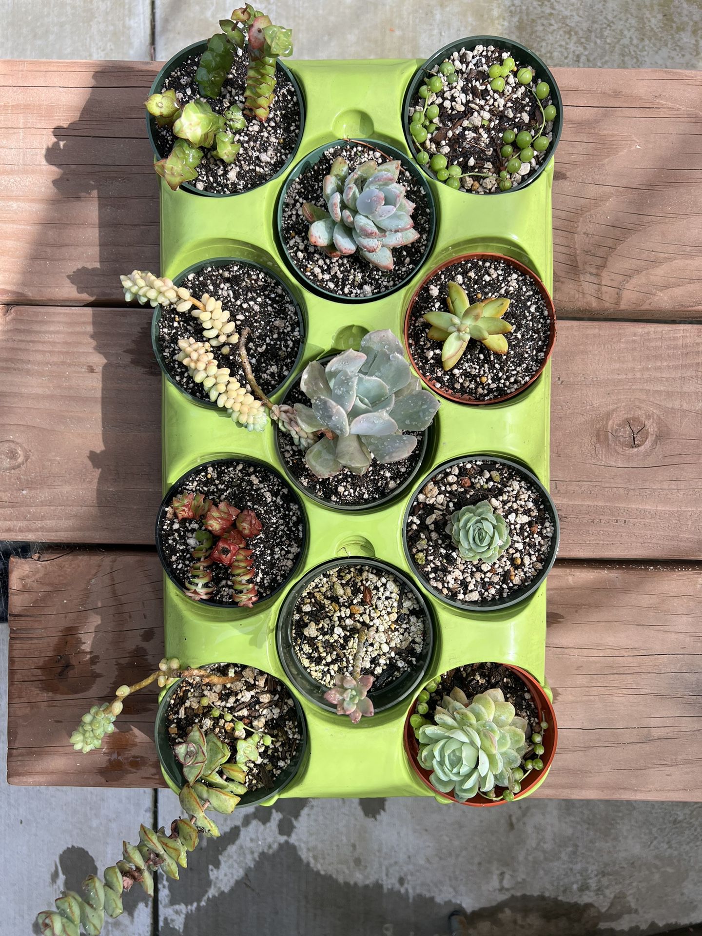 Succulents For You