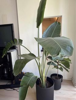 🌿 Large Bird of Paradise