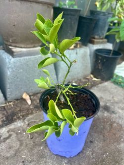 Grafted Calamondin/CalamansiTree Seedling in Pot
