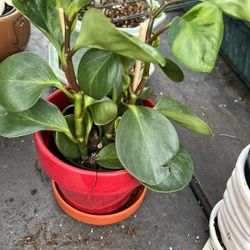 Peporania On Ceramic Plant