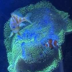 Highlighter Carpet Anemone 