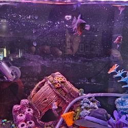 Top Fin LED Black Glass Aquarium 10 Gallon Fish Tank 