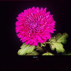 PG32UQX. 4k 144hz Mini Led Display 1500 Nits 