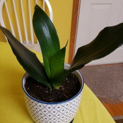 Snake Plant, Each $20