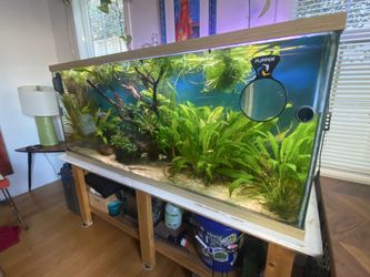 Large, Full Freshwater Aquarium setup