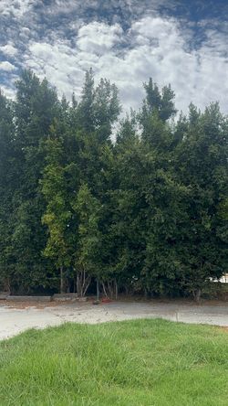 Trees teeming