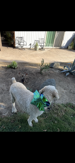 Dragon Halloween Costume for Dog