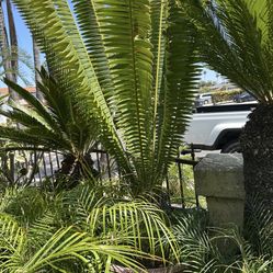 Dioon Cycad