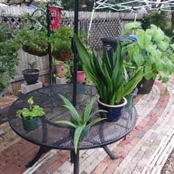 Large Sized Snake Plant - Buy One Get One Free Sale