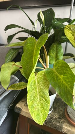 Plant Philodendron Painted Lady