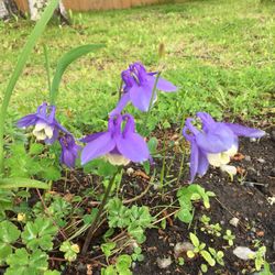 Columbine flowers $4 and up each