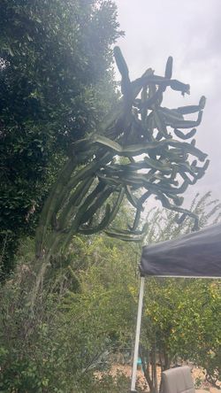 Free Cactus