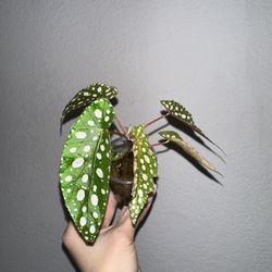 Begonia Maculata ‘My Special Angel’