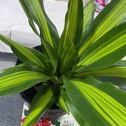 dracaena plant