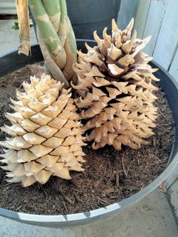 Decorative Pine Cones