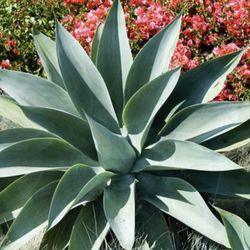 Agave Starter