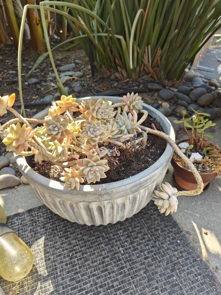 Great Deals! Toaster Oven Stool Plants And Free Items!