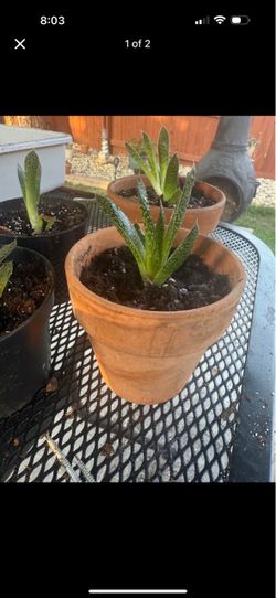 succulents