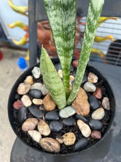 Snake plant