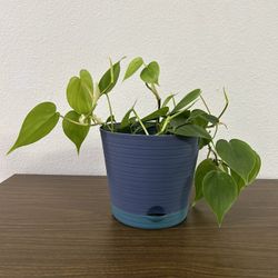 Heartleaf Philodendron Houseplant