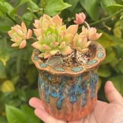 Markus Succulents