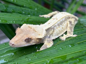 Reptile enclosure