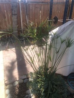 Umbrella Papyrus plant