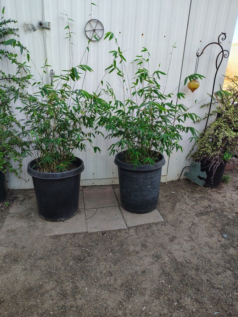 Bamboo Plants