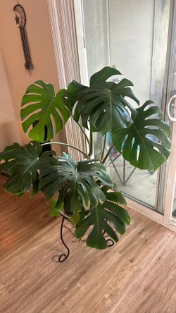 Large Monstera