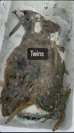 Bait tanks