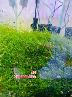 Moss for fish tanks