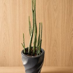Pickle Plant 