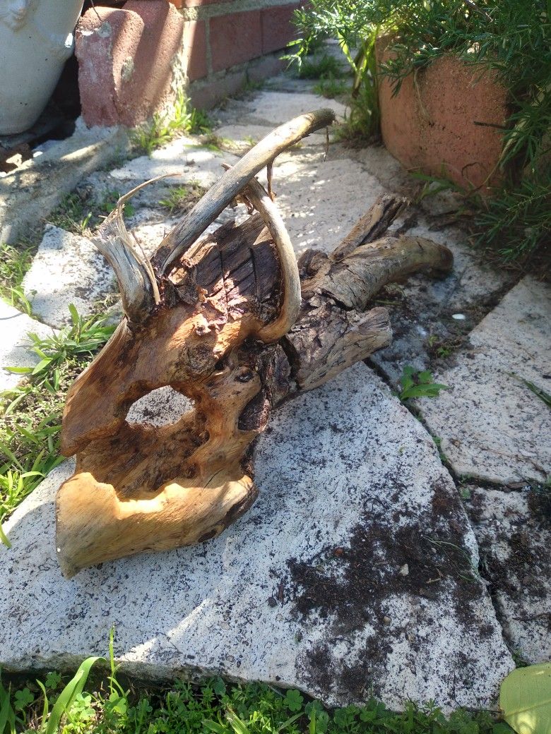 Natural Driftwood