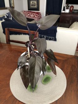 Philodendron Royal Queen (Rare Philodendron) for Sale in Gardena, CA -  OfferUp
