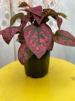 Hypoestes