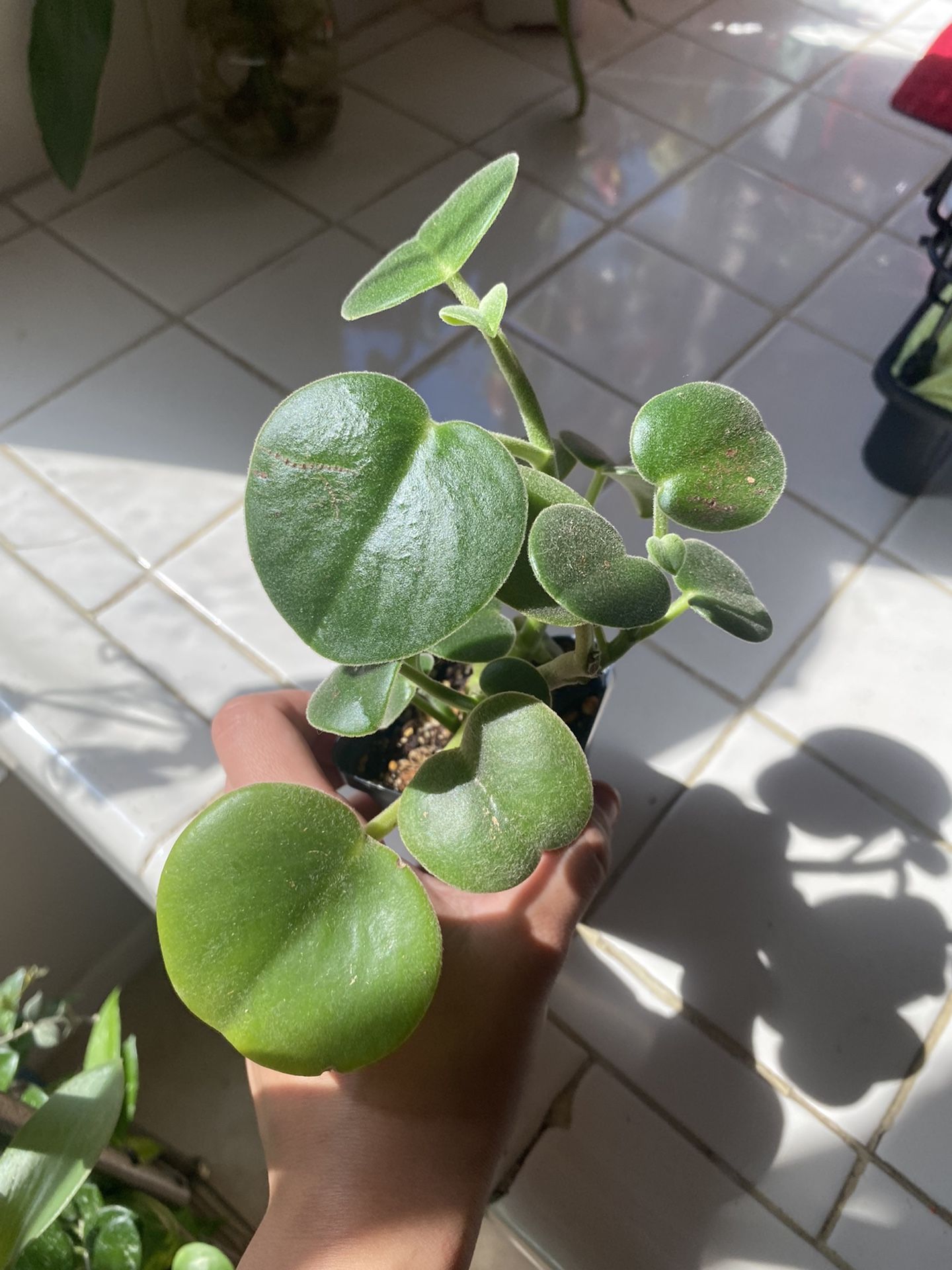 Peperomia Incana