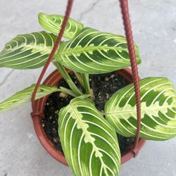 Neon Lime Prayer Plant Indoor