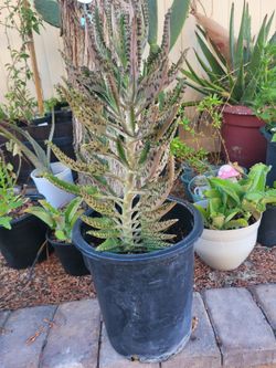 kalanchoe succulent plant