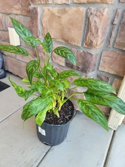 10" Chinese Evergreen