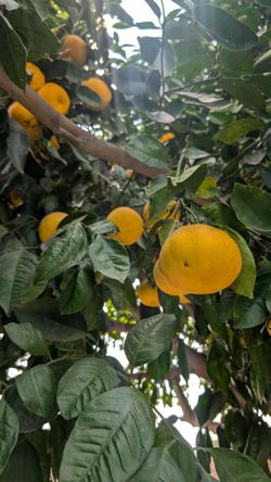 Big Juicy Pomelos $1 each.