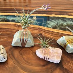 Air Plant Rock Art