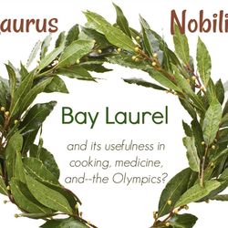 Bay leaf trees  🌳🪴🌿💊💊