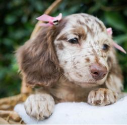 Puppy pads for mini dachshund